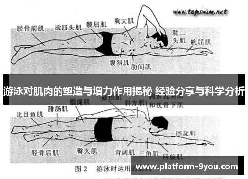 游泳对肌肉的塑造与增力作用揭秘 经验分享与科学分析